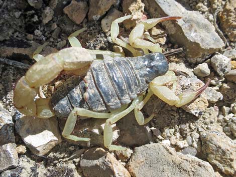 Northern Desert Hairy Scorpion (Hadrurus spadix)