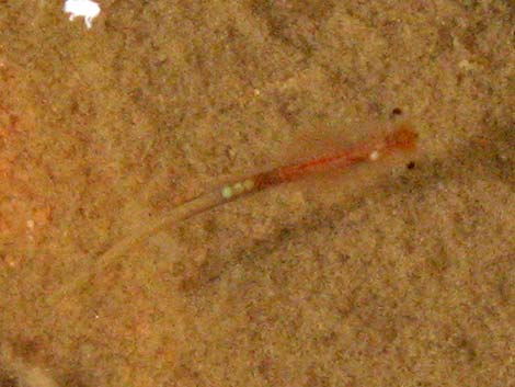 Fairy Shrimp (Order Anostraca)