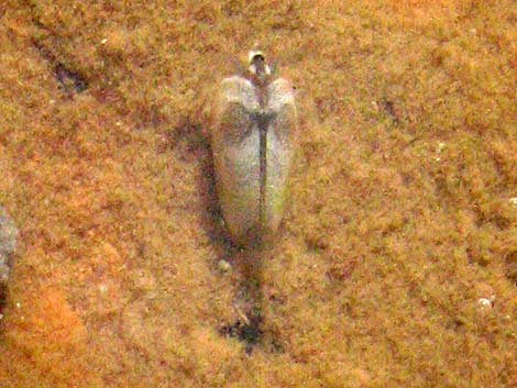 Clam Shrimp (Order Conchostraca)