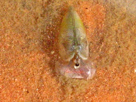 Clam Shrimp (Order Conchostraca)