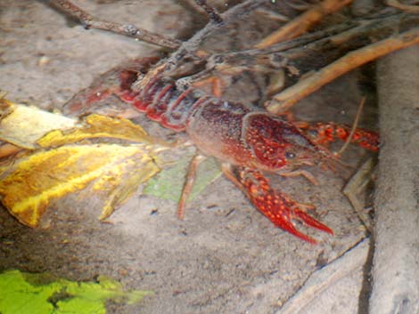 Red Swamp Crayfish (Procambarus clarkii)