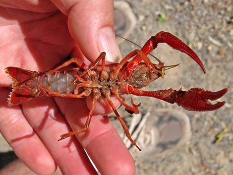 Red Swamp Crayfish (Procambarus clarkii)