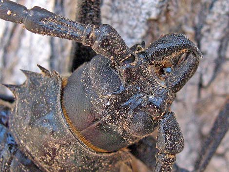 Palo Verde Root Borer (Derobrachus hovorei)
