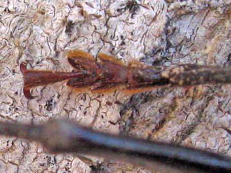 Palo Verde Root Borer (Derobrachus hovorei)
