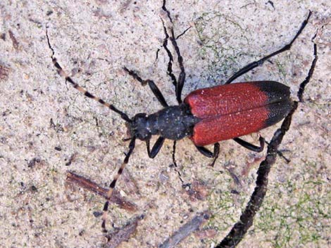 Longhorned Beetles (Family Cerambycidae)