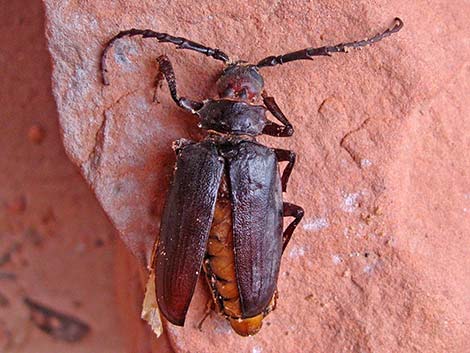Cerambycidae