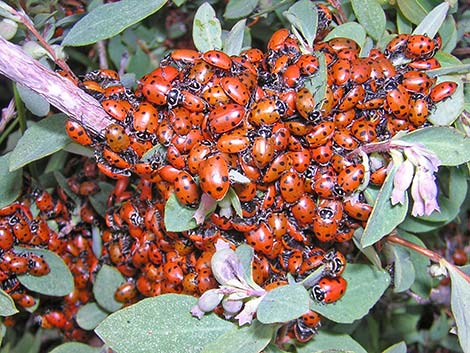 Family Coccinellidae: Ladybugs