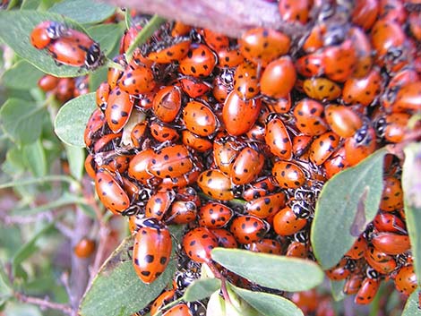 Ladybugs (Family Coccinellidae)