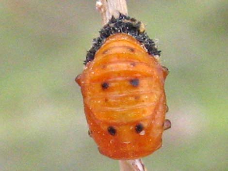 Ladybugs (Family Coccinellidae)