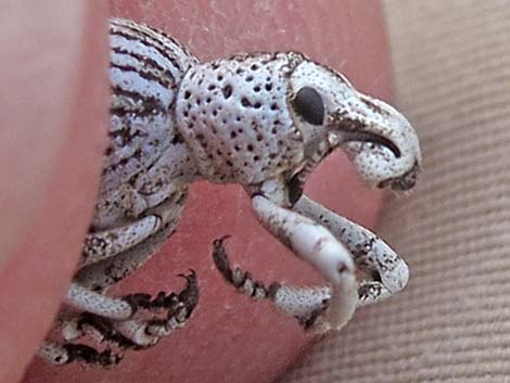 Ophryastes argentata (silver creosote twig weevil)