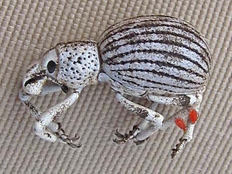 Ophryastes argentata (silver creosote twig weevil)