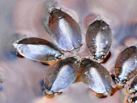 Whirligig Beetle (Family Gyrinidae)