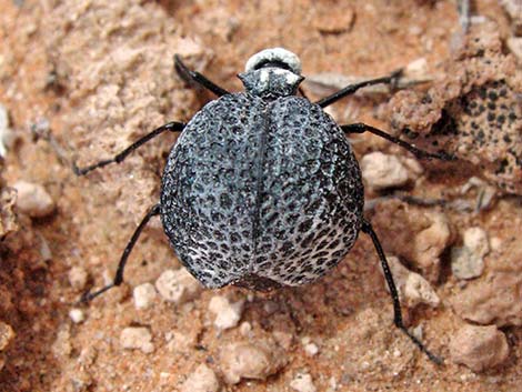 Inflated Beetle (Cysteodemus armatus)