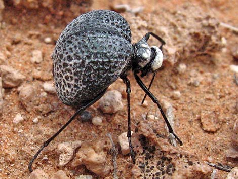 Inflated Beetle (Cysteodemus armatus)