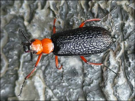 Desert blister beetle (Lytta magister)