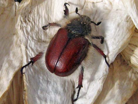 Little Bear Scarab Beetle (Paracotalpa ursina)