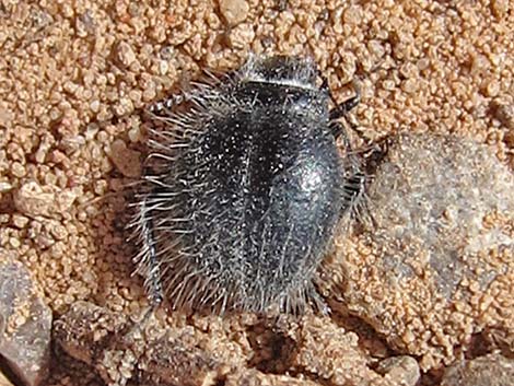 Hairy Darkling Beetle (Edrotes orbus)