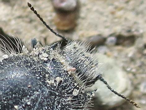 Hairy Darkling Beetle (Edrotes orbus)