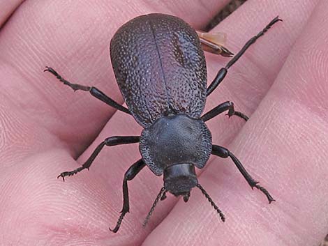 Winged Darkling Beetle (Stenomorpha marginata)