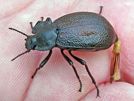 Darkling Beetle (Stenomorpha marginata)