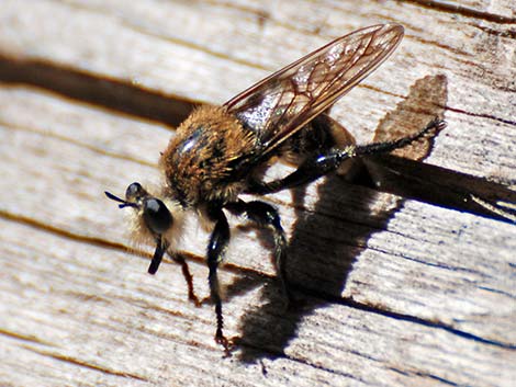 Bee-like Robber Flies (Family Asilidae, Laphria spp.)