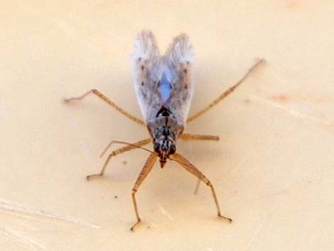 True Flies (Diptera)