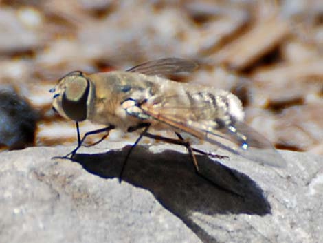 True Flies (Diptera)