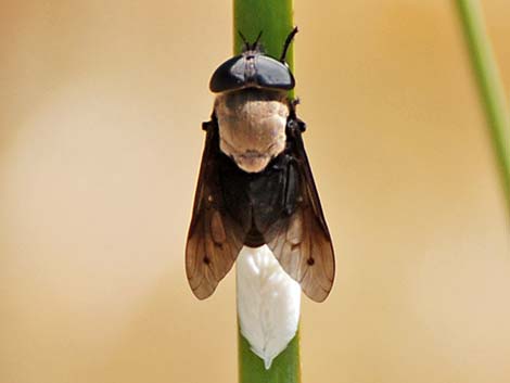 Western Horse Fly (Tabanus punctifer)