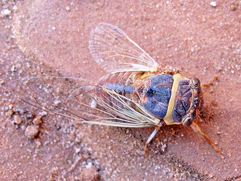 desert cicada