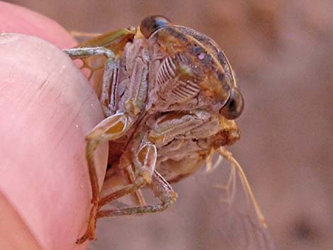 Desert Cicada (Diceroprocta apache)