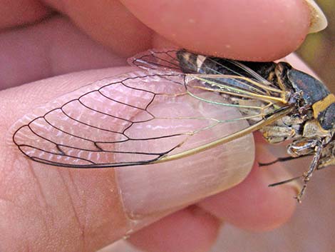 Desert Cicada (Diceroprocta apache)