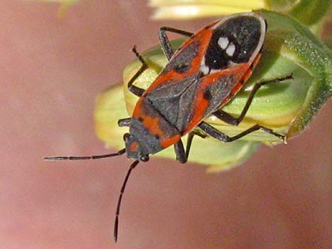 Small Milkweed Bug (Lygaeus kalmii)