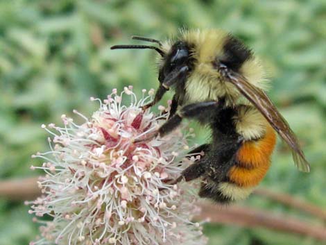 Hunt Bumble Bee (Bombus huntii)