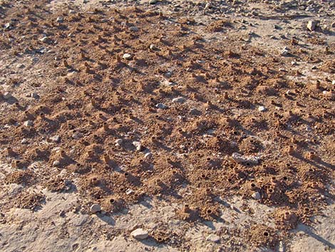 Mining Bees (Andrenidae)