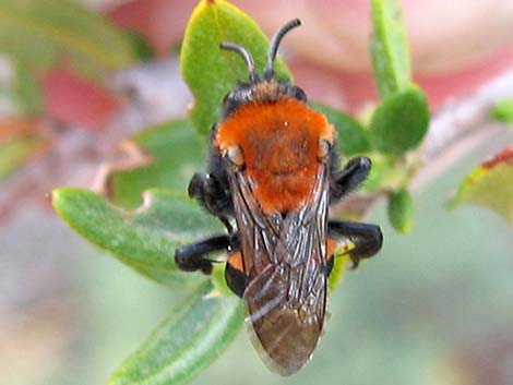 Cuckoo Bee (Melecta spp.)