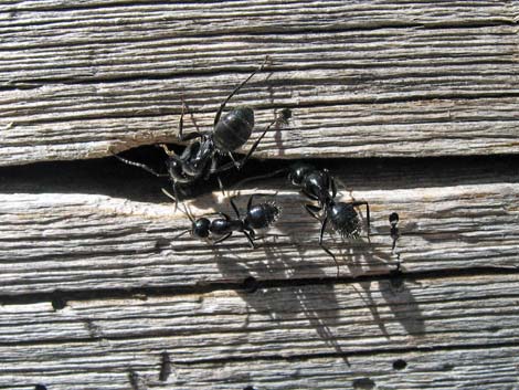 Carpenter Ants (Subfamily Formicinae)