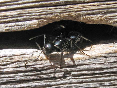 Western Carpenter Ant (Camponotus modoc)
