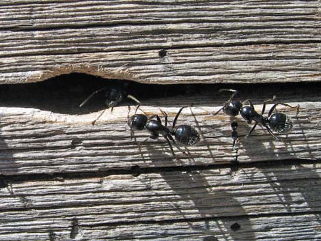 Western Carpenter Ant (Camponotus modoc)