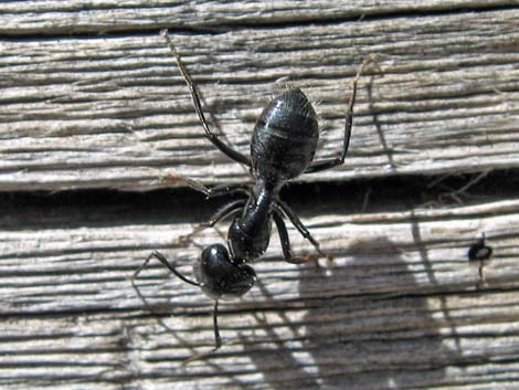Western Carpenter Ants (Camponotus vicinus)