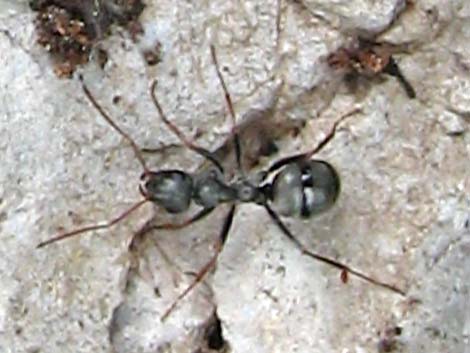 Unidentified Ant (Formica spp.)