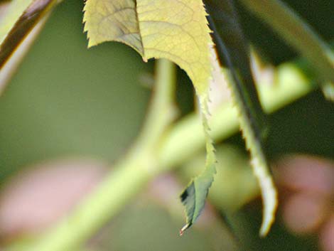 Leaf-cutter Bees (Megachilidae)