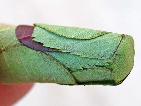 Leaf-cutter Bees (Megachilidae)