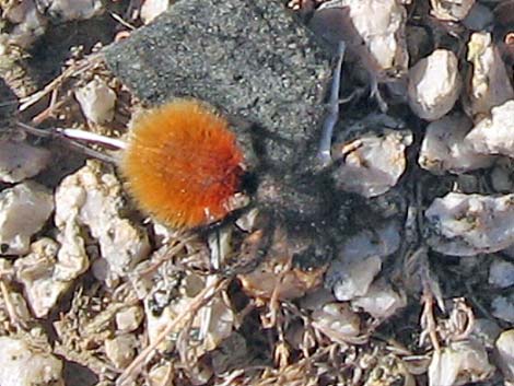 Magnificent Velvet Ant (Dasymutilla magnifica)