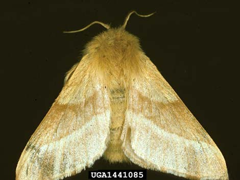 Western Tent Moths (Malacosoma californicum)