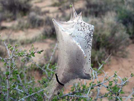 Lymantria dispar (gypsy moth)