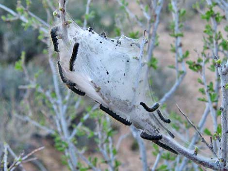 Western Tent Moths (Malacosoma californicum fragile)