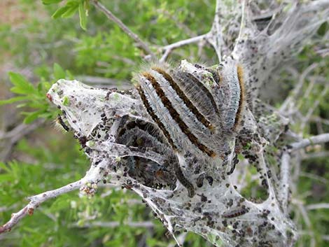 Western Tent Moths (Malacosoma californicum fragile)