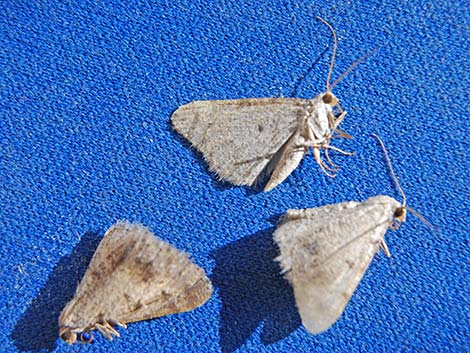 Noctuid Moths (Noctuidae)