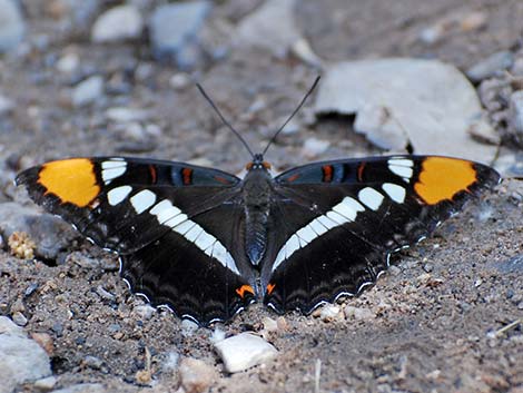 Arizona Sister Butterfly (Adelpha eulalia)