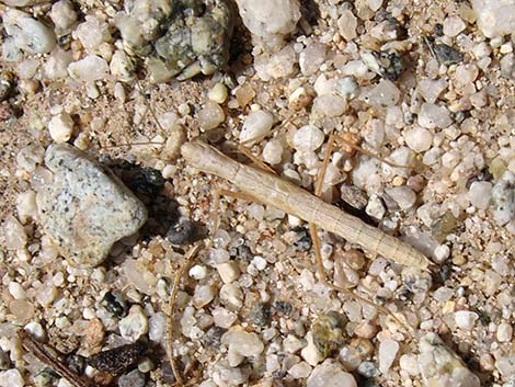 Small Ground Mantid (Litaneutria obscura)